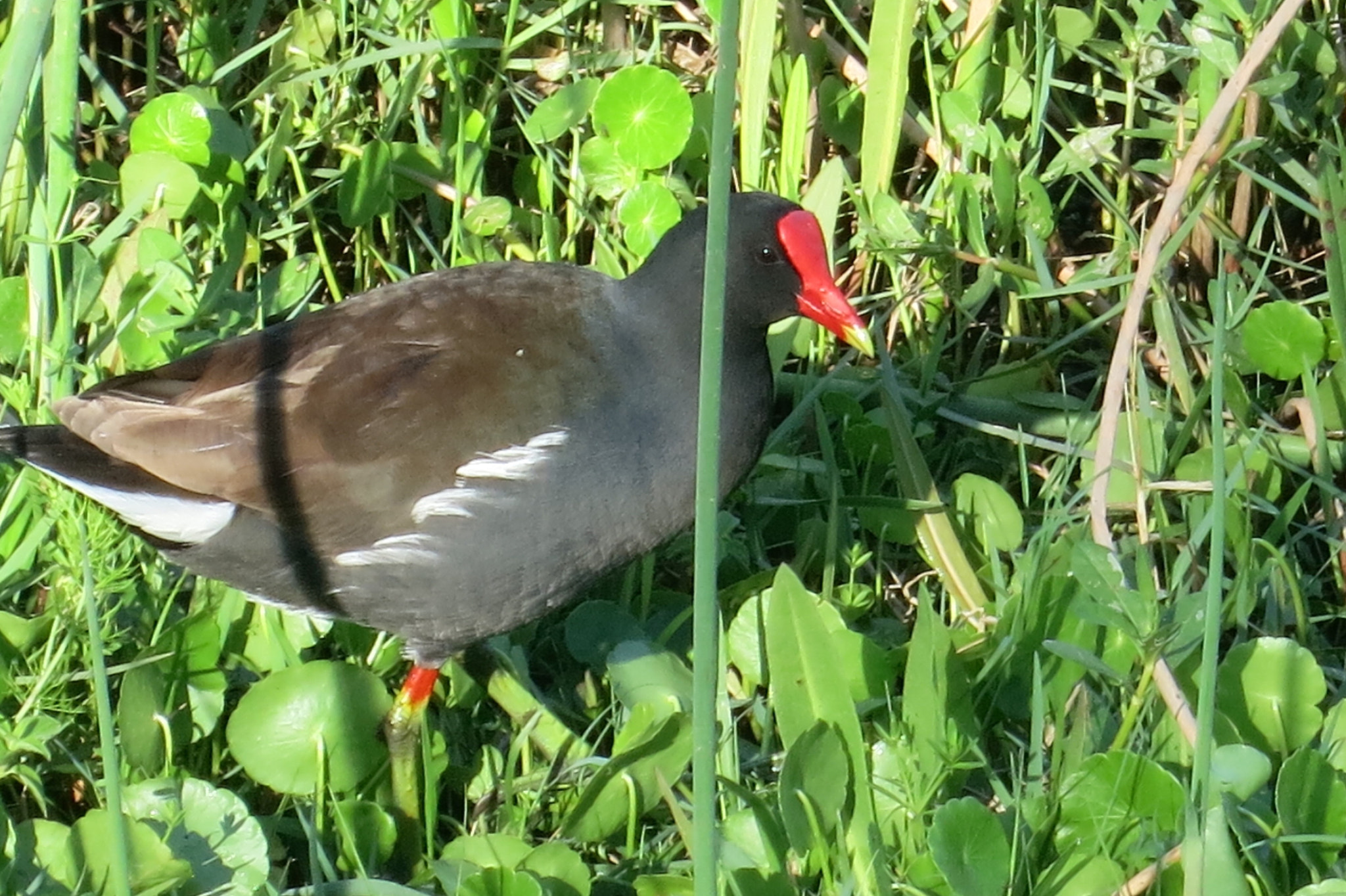 Canon PowerShot S110 sample photo. Bird photography