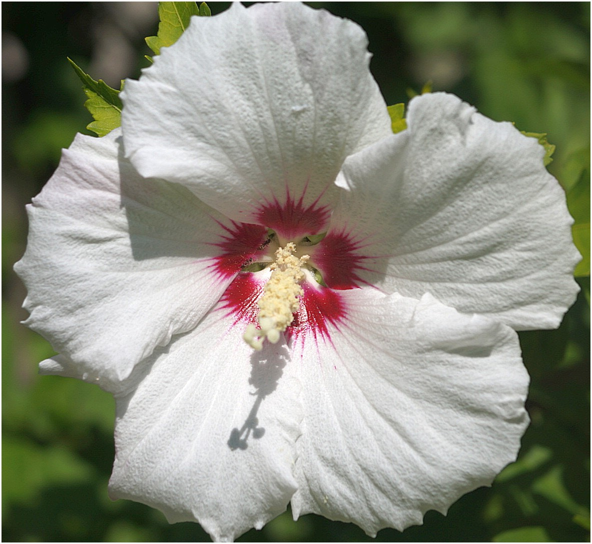 Sony DT 55-200mm F4-5.6 SAM sample photo. Flowers hibiscusх photography