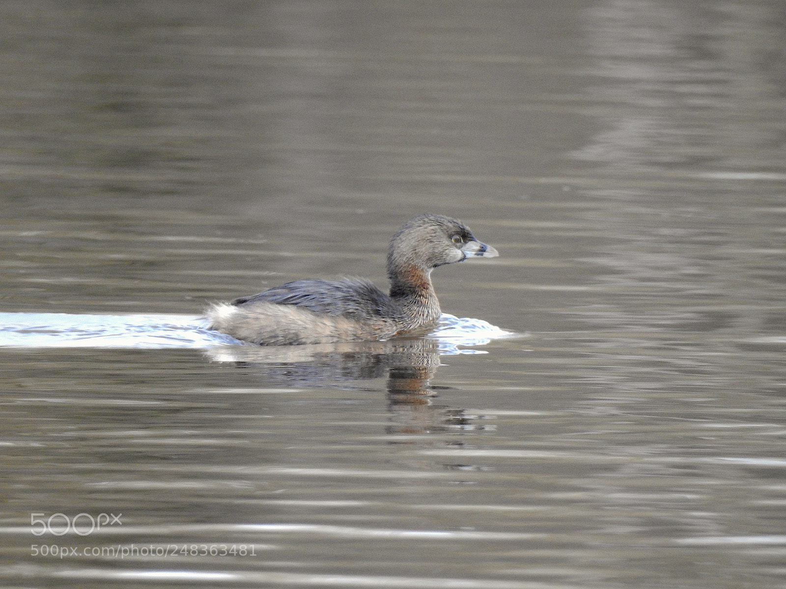 Nikon Coolpix P900 sample photo. Pied-billed grebe photography