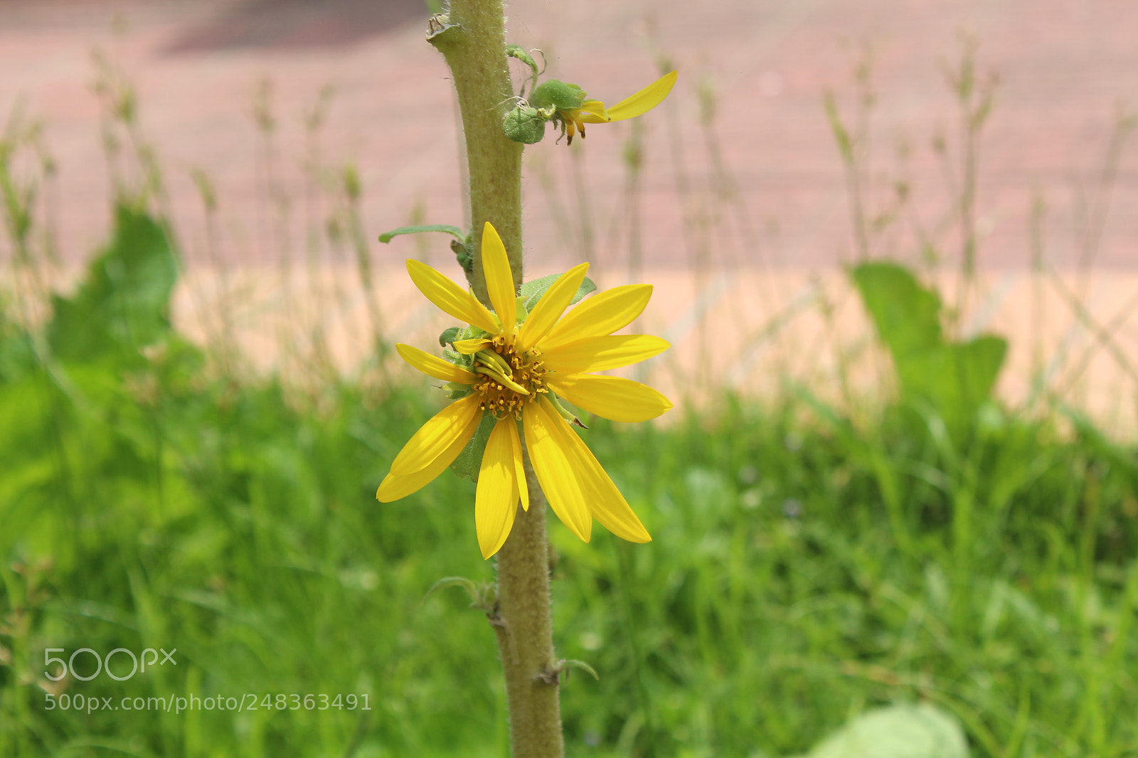 Canon EOS 700D (EOS Rebel T5i / EOS Kiss X7i) sample photo. Untitled photography