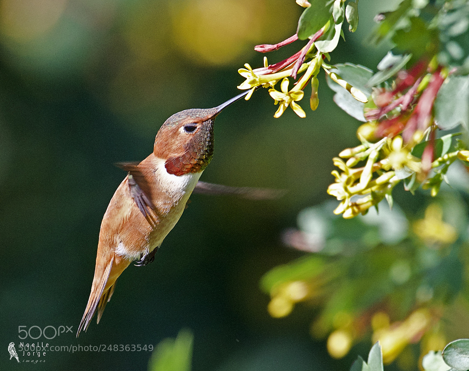 Nikon D500 sample photo. Allen s hummingbird feeding photography