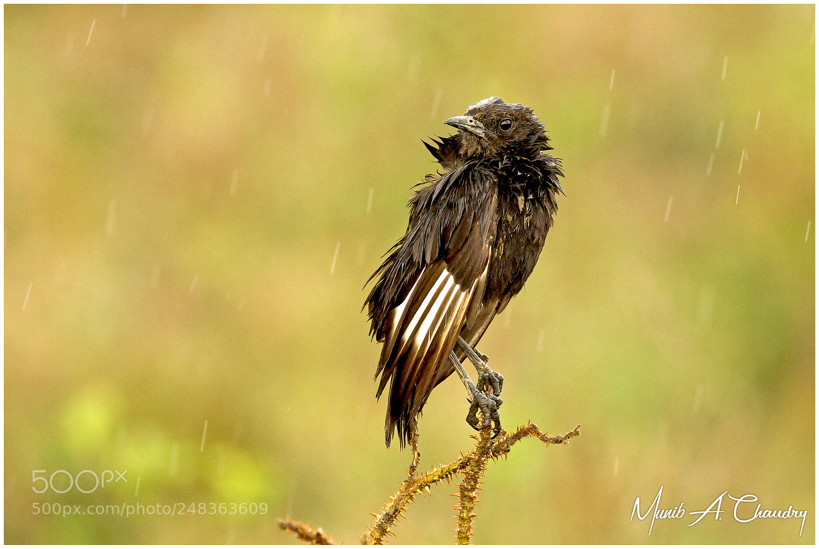 Canon EOS-1D Mark IV sample photo. The drenched chat! photography