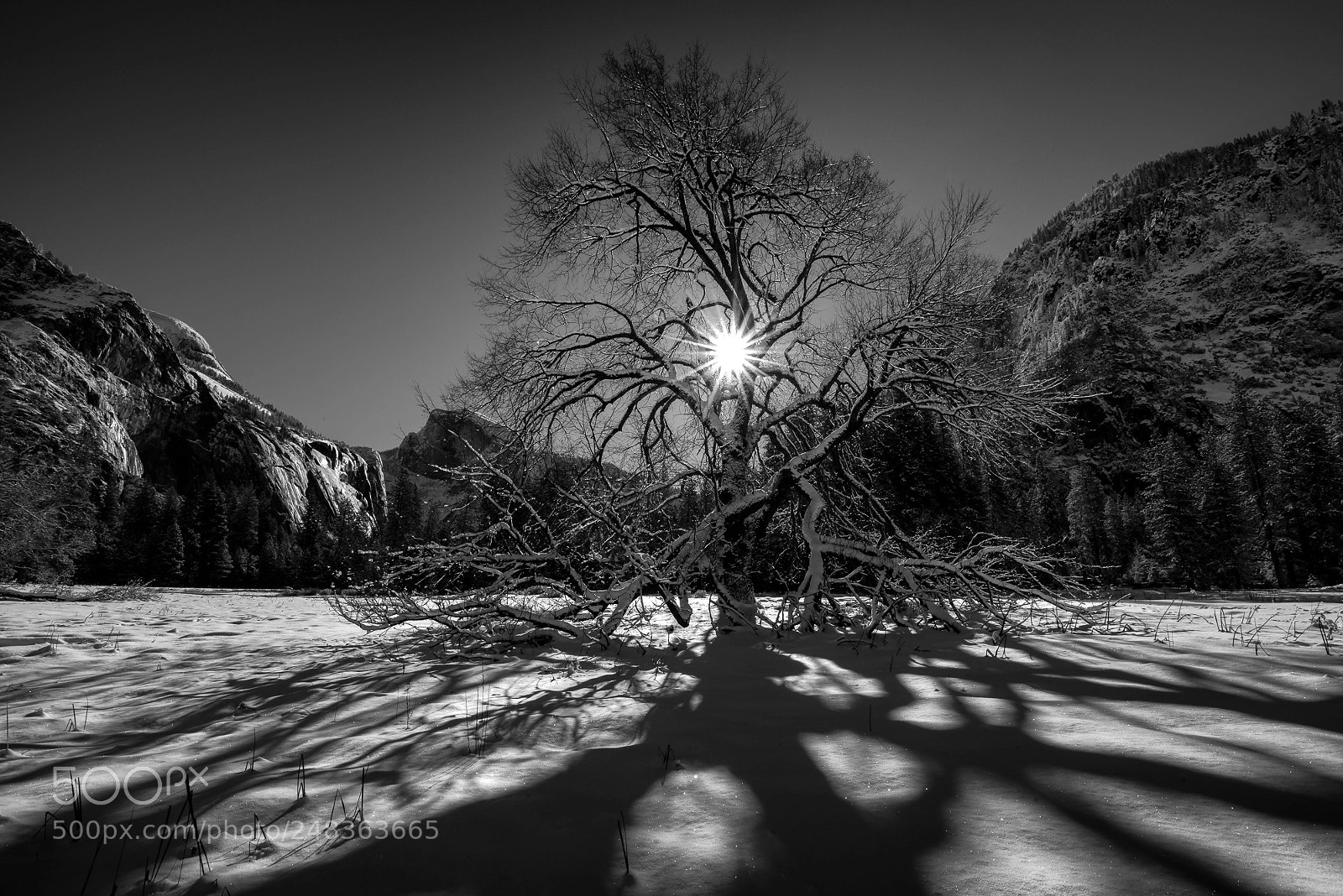 Nikon D810 sample photo. Back-lit elm photography