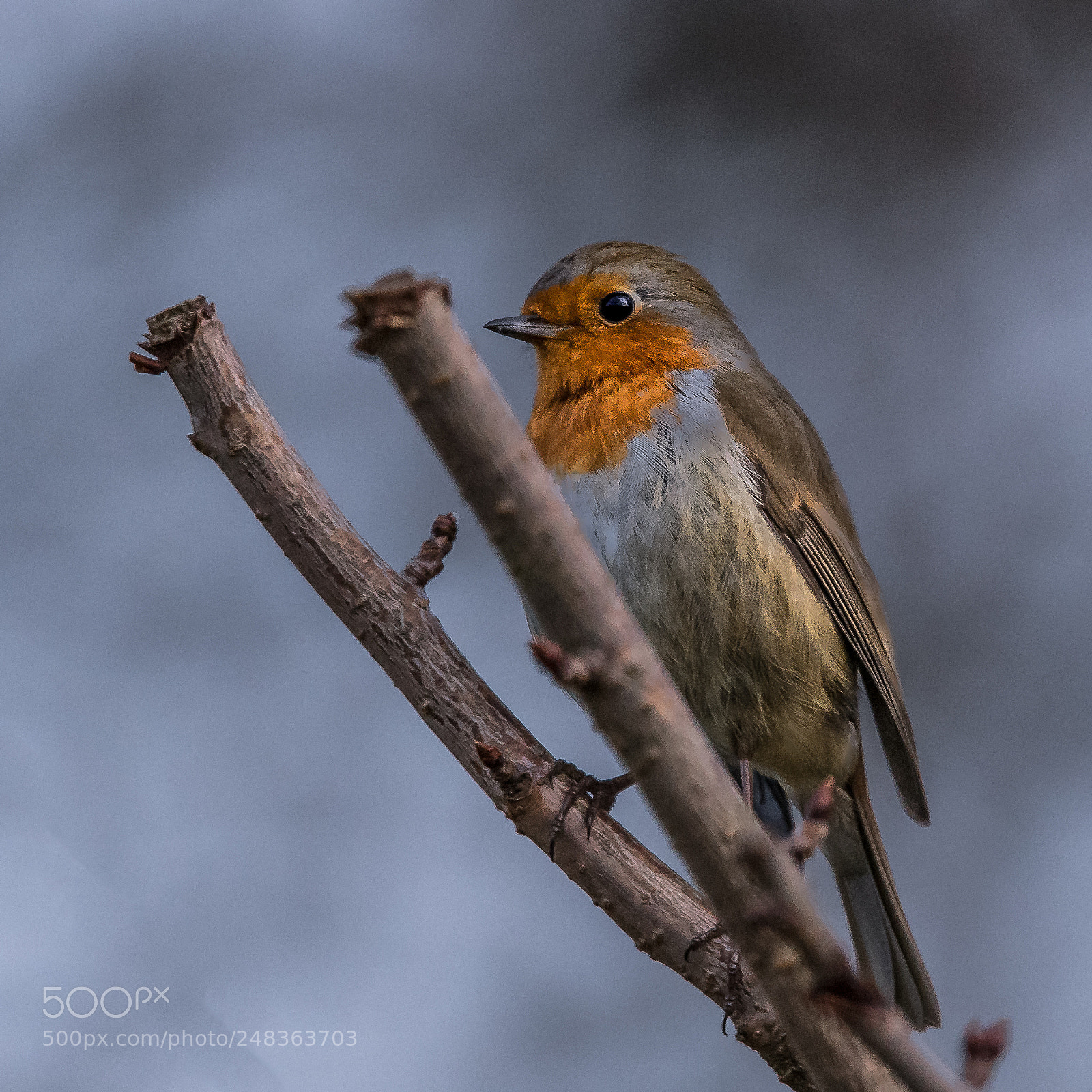 Nikon D850 sample photo. Robin in winter photography
