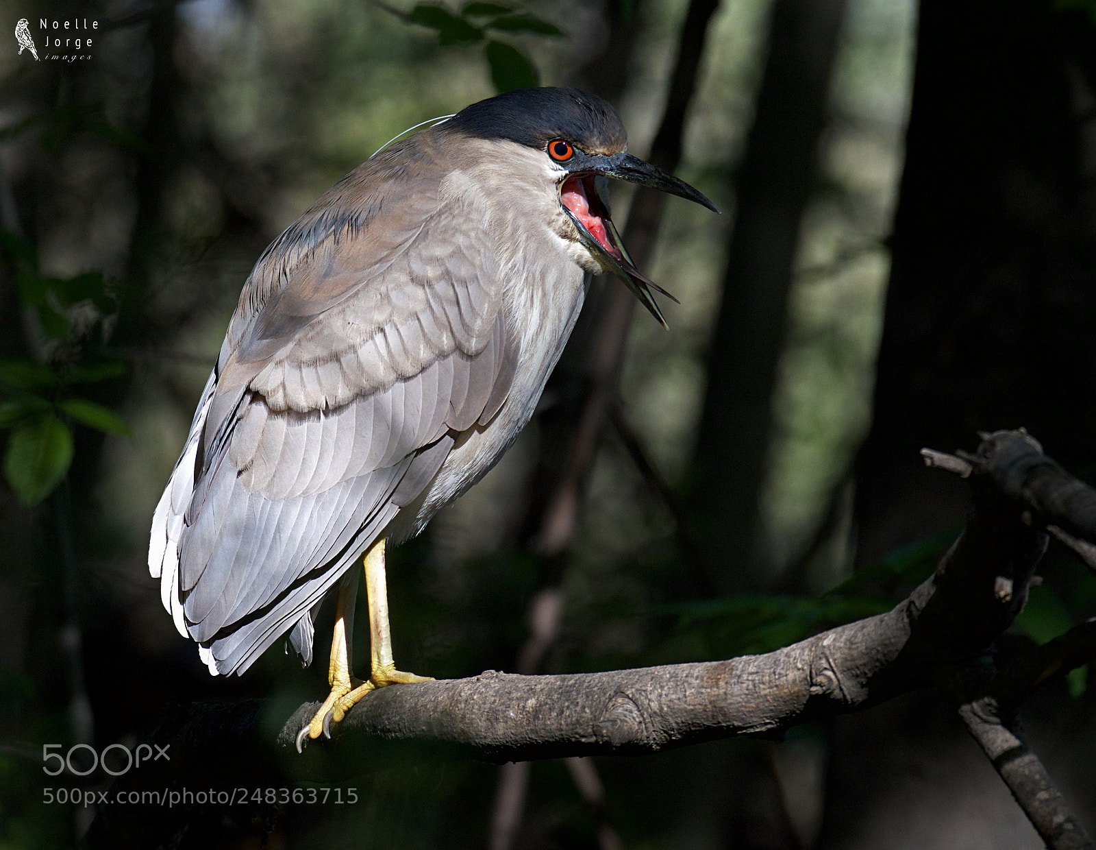 Nikon D500 sample photo. A young black-crowned night photography