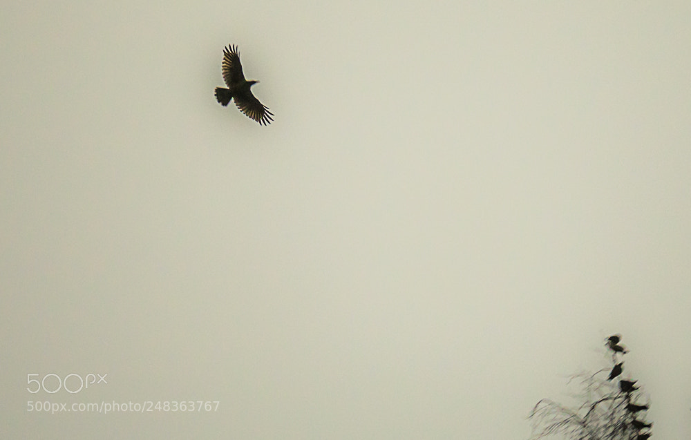 Panasonic Lumix DMC-GM1 sample photo. Birds photography