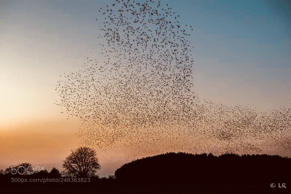 Nikon D5 sample photo. Starling murmuration. some love photography