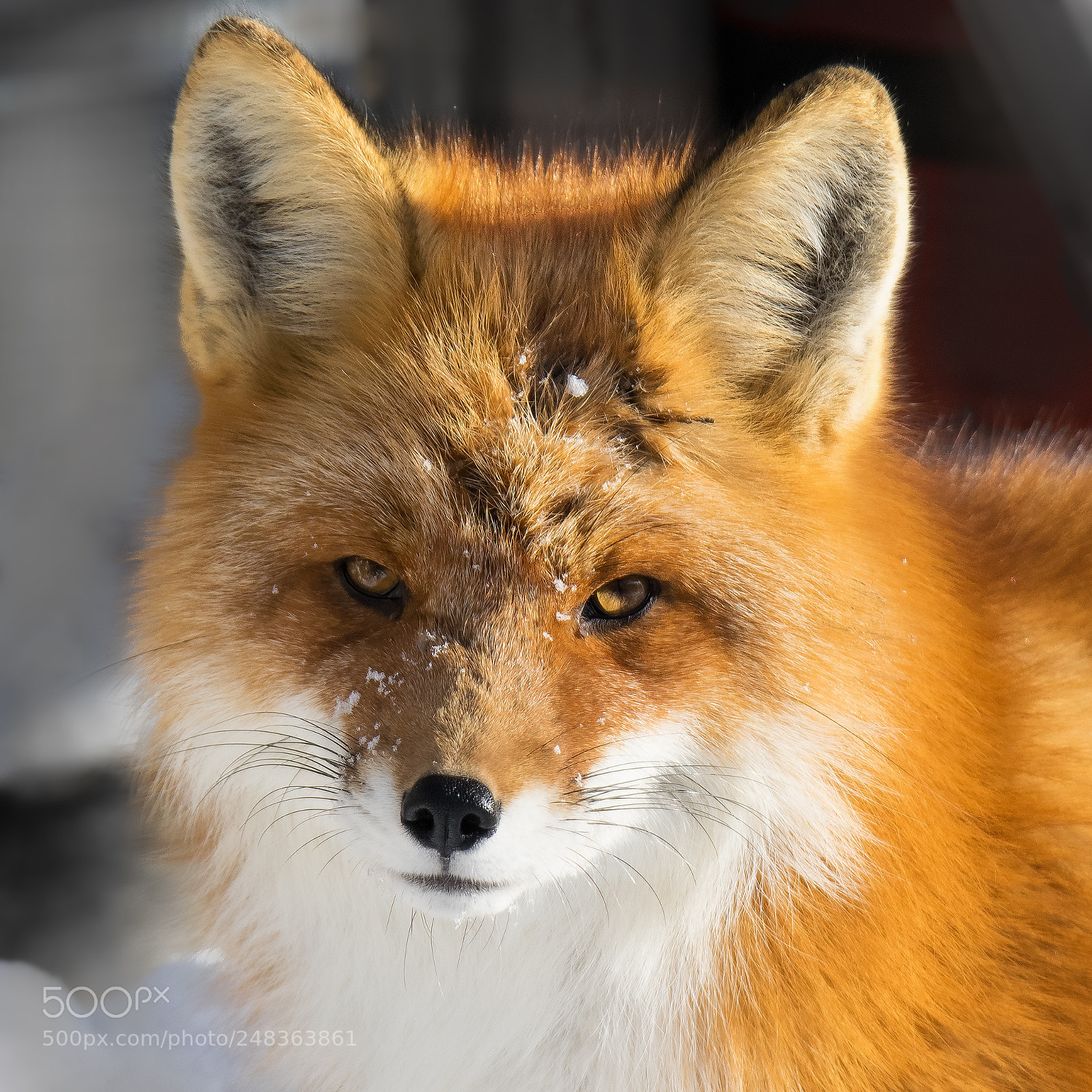 Nikon D5300 sample photo. Foxy poses for a photography