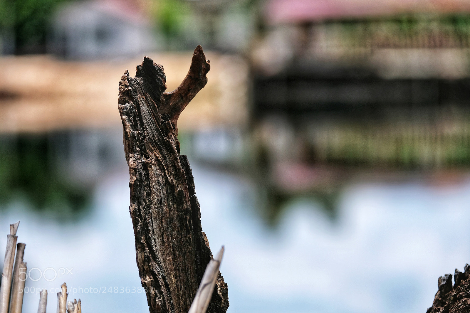 Fujifilm X-T20 sample photo. Wood photography