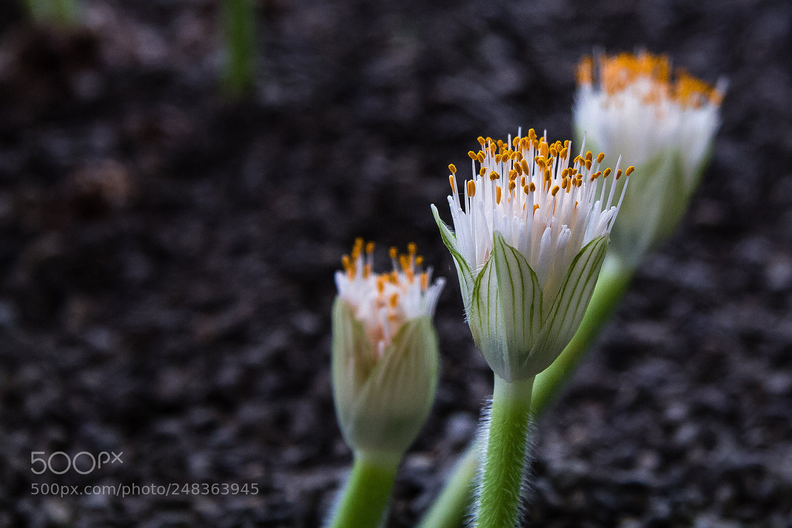 Canon EOS 60D sample photo. Haemanthus albiflos photography