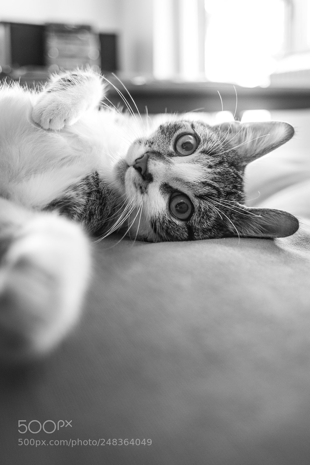 Nikon D610 sample photo. Cozy carlo photography