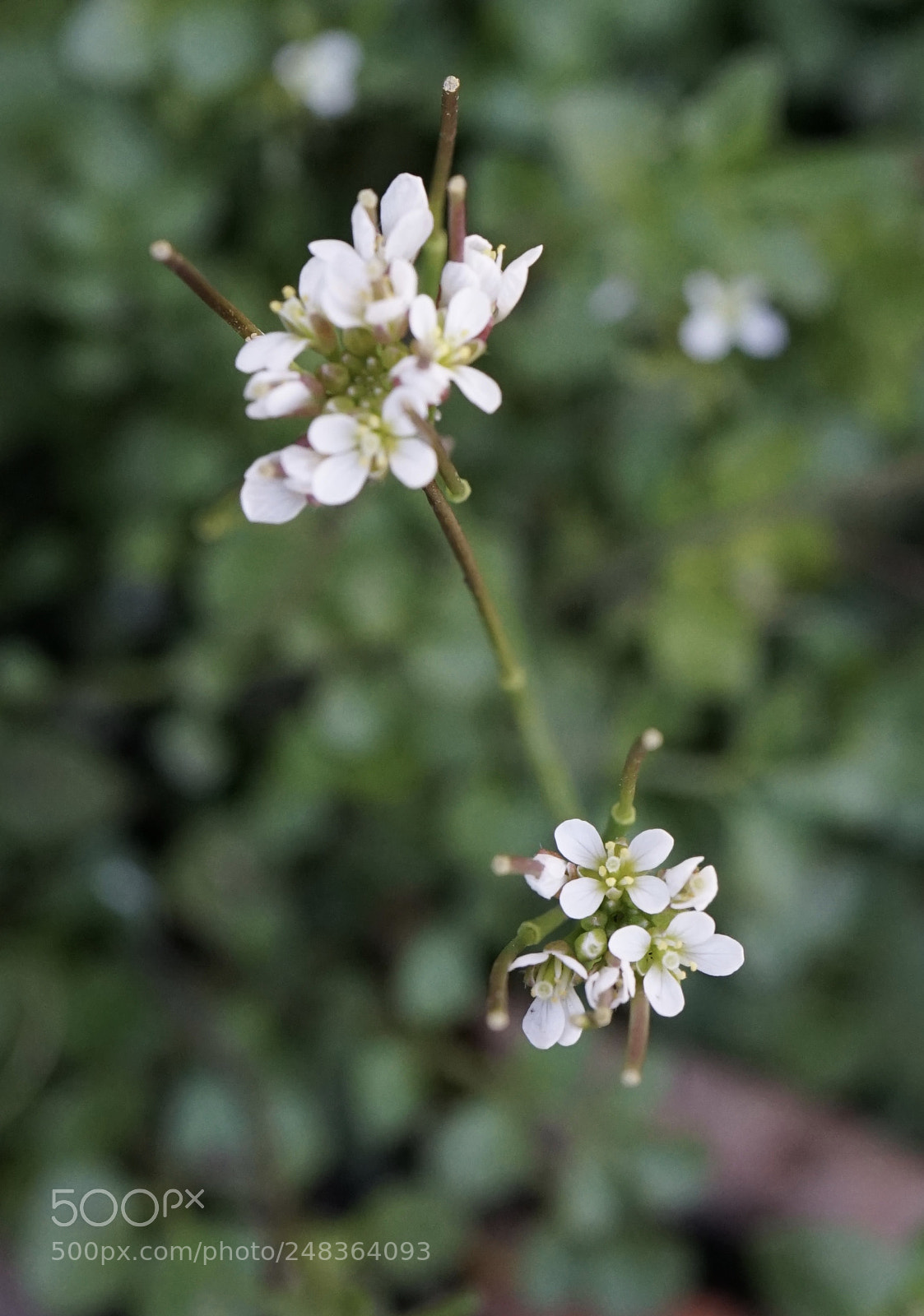 Sony a7 II sample photo. Sign of spring.hairy bittercress photography