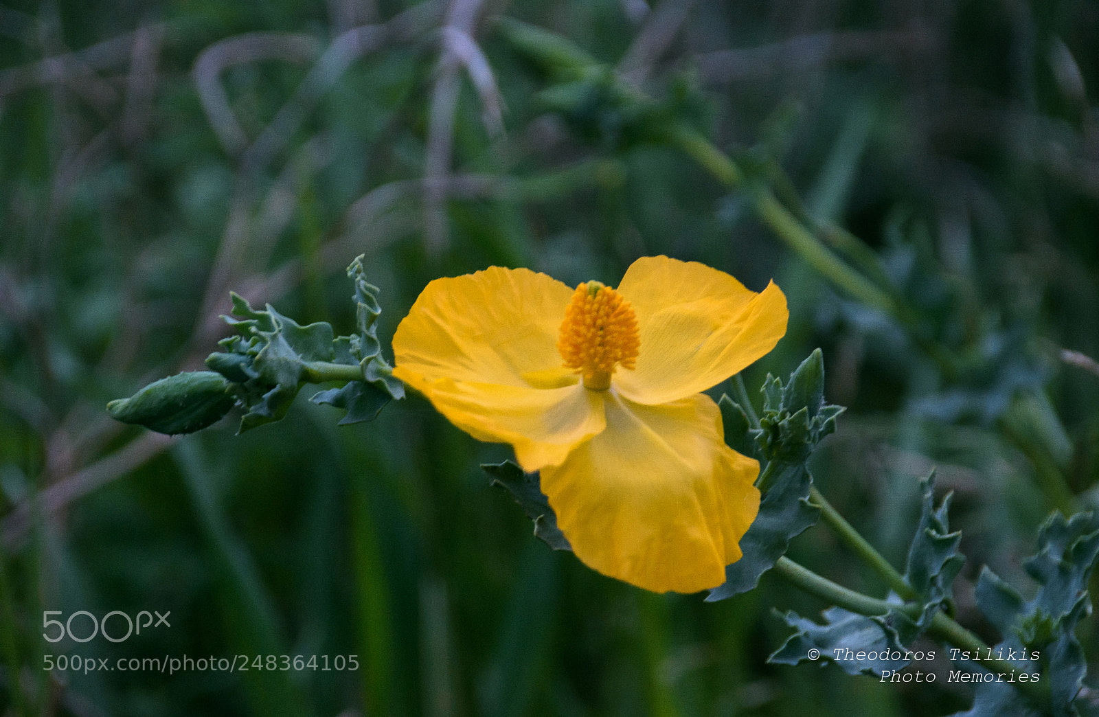 Nikon D7200 sample photo. Spring time photography