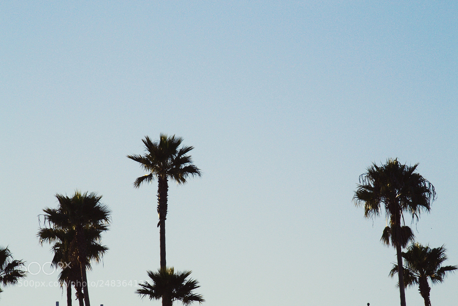 Nikon D3100 sample photo. Sunsets and palm trees photography