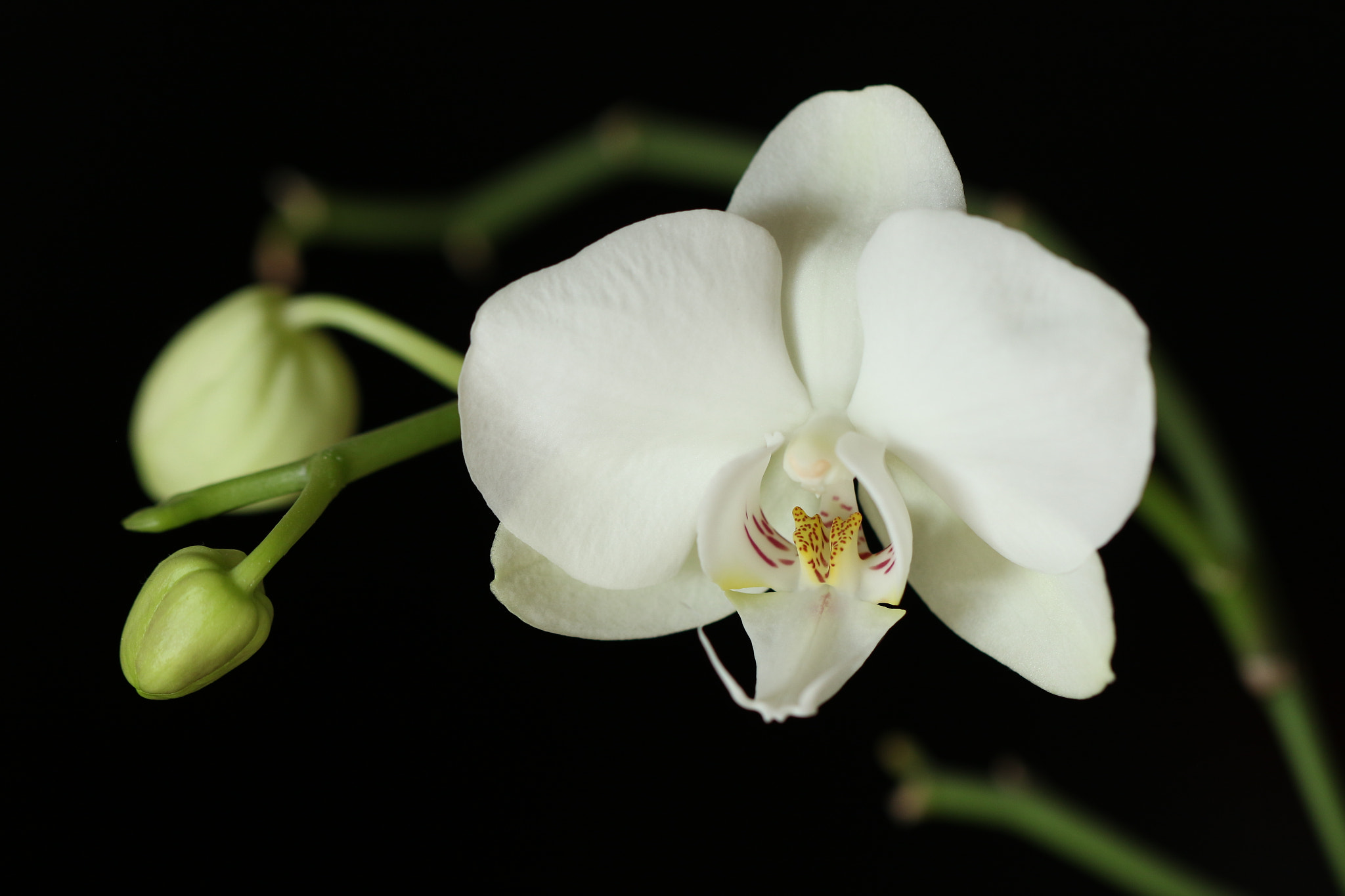 Canon EOS 7D Mark II + Canon EF 100mm F2.8L Macro IS USM sample photo. White orchid photography