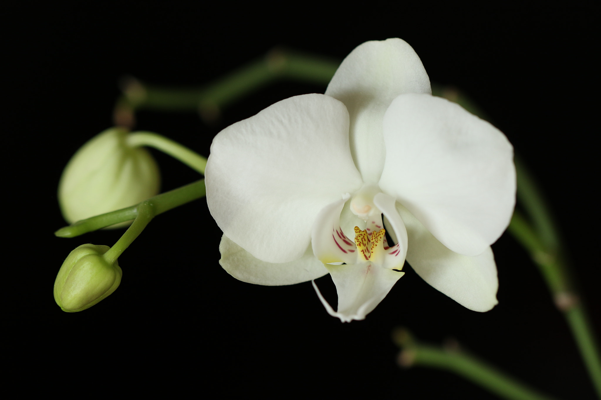 Canon EF 100mm F2.8L Macro IS USM sample photo. White orchid photography