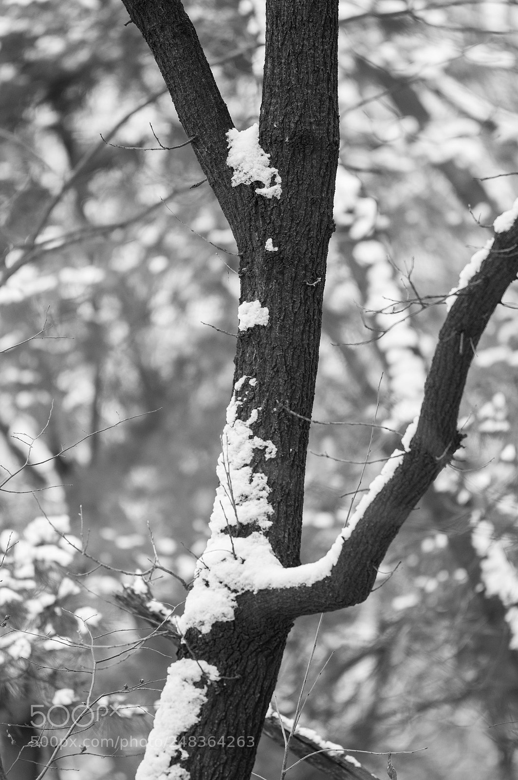 Pentax K-3 sample photo. Corxistence photography