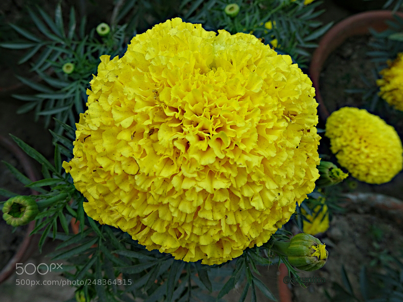 Sony Cyber-shot DSC-HX90V sample photo. Yellow merrygold photography