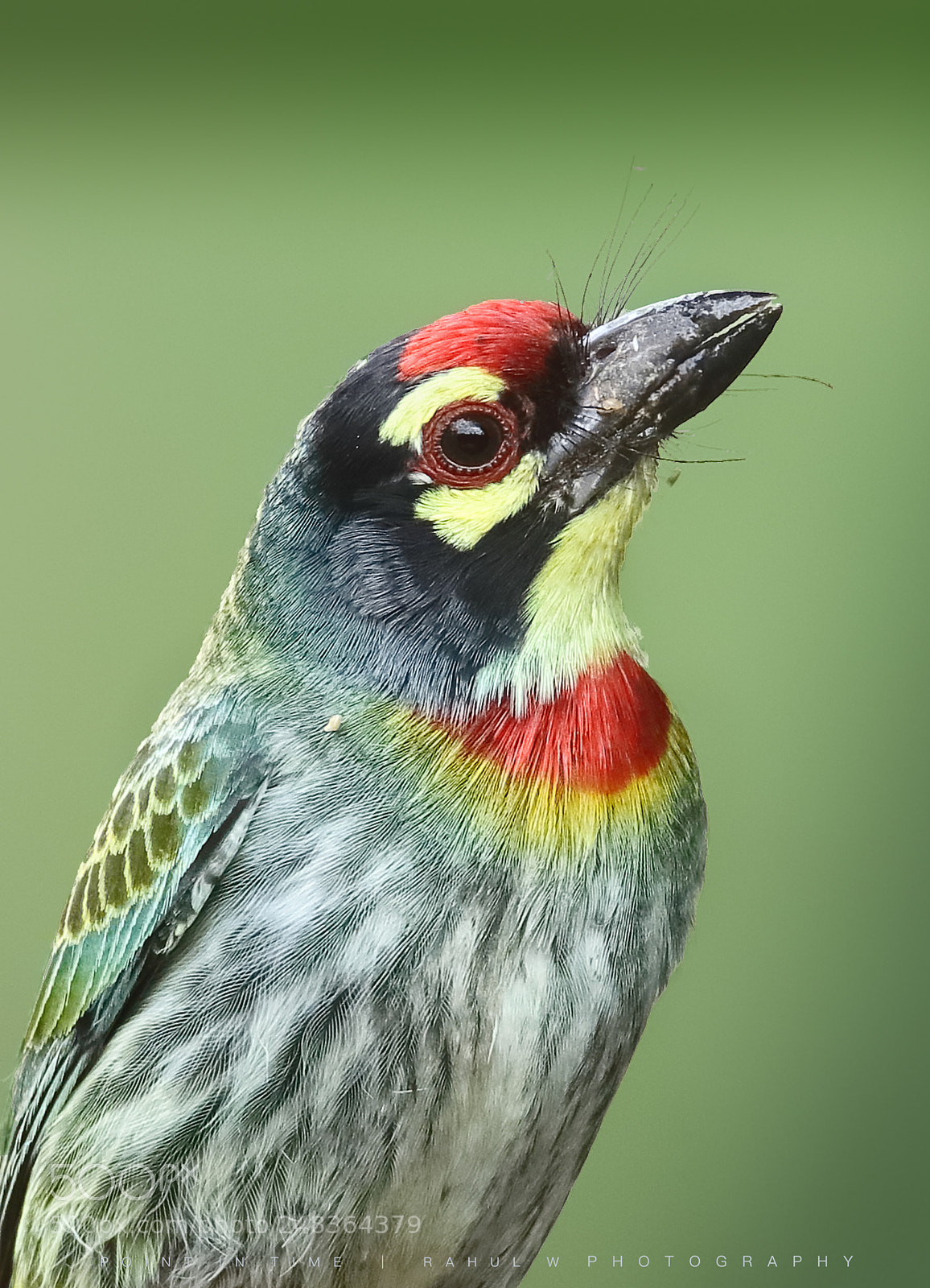 Canon EOS 7D Mark II sample photo. Coppersmith barbet photography