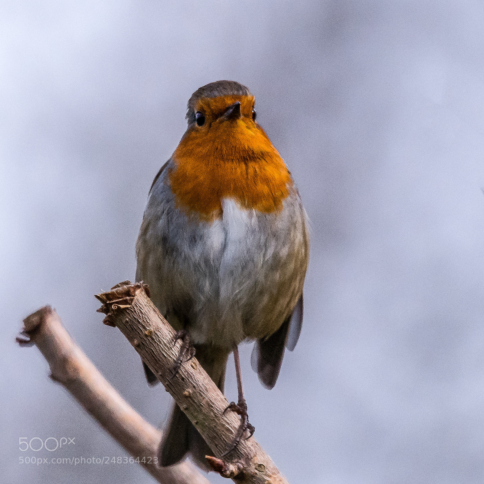 Nikon D850 sample photo. Morning robin photography