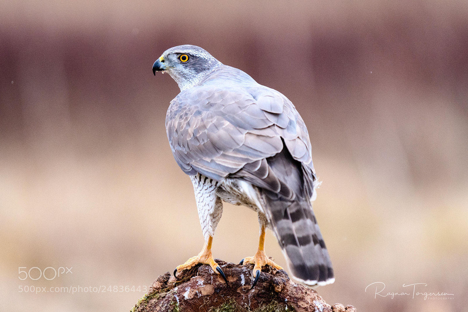 Nikon D500 sample photo. Goshawk photography
