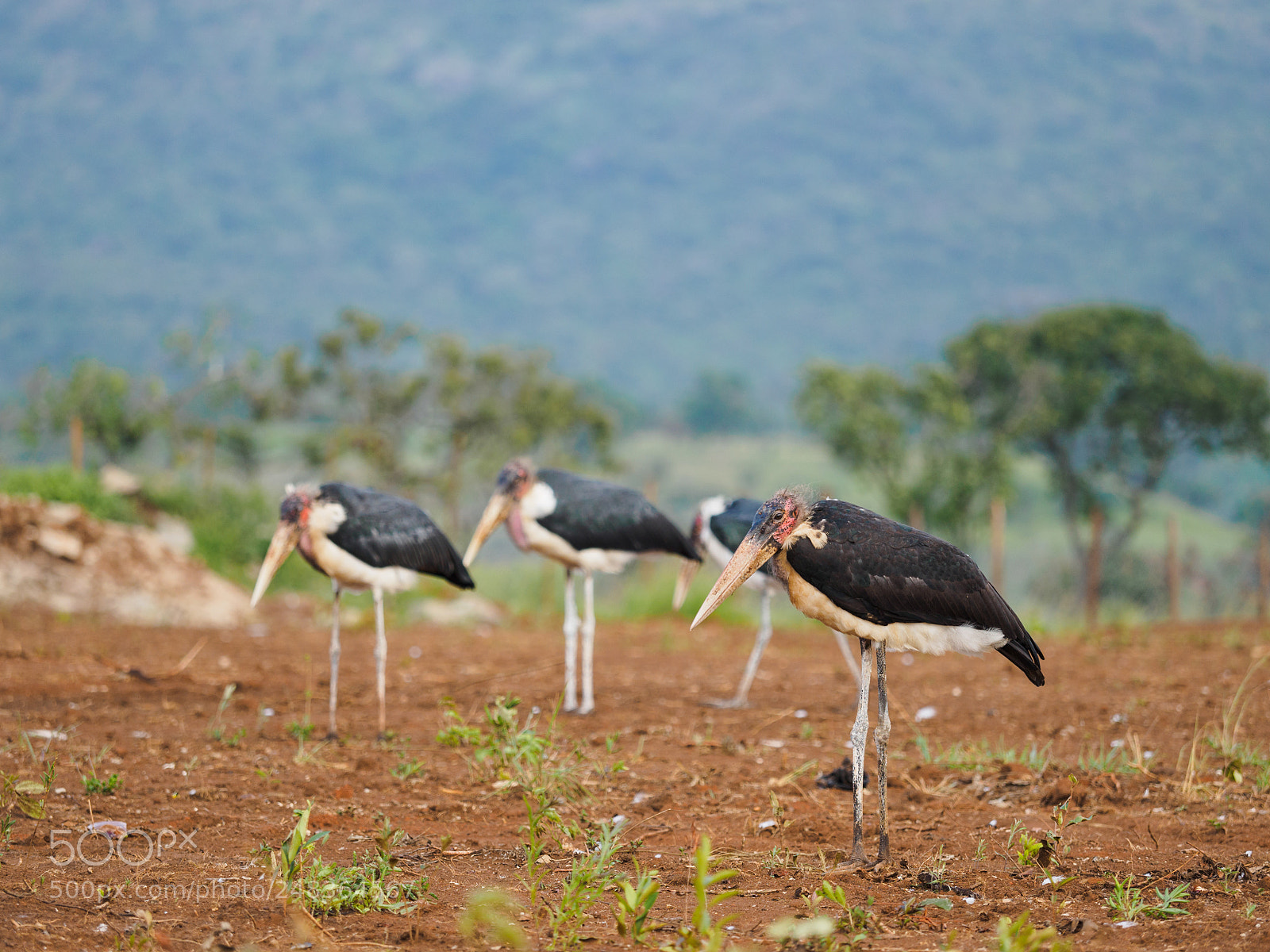 Olympus OM-D E-M5 II sample photo. Birds beside our camp. photography