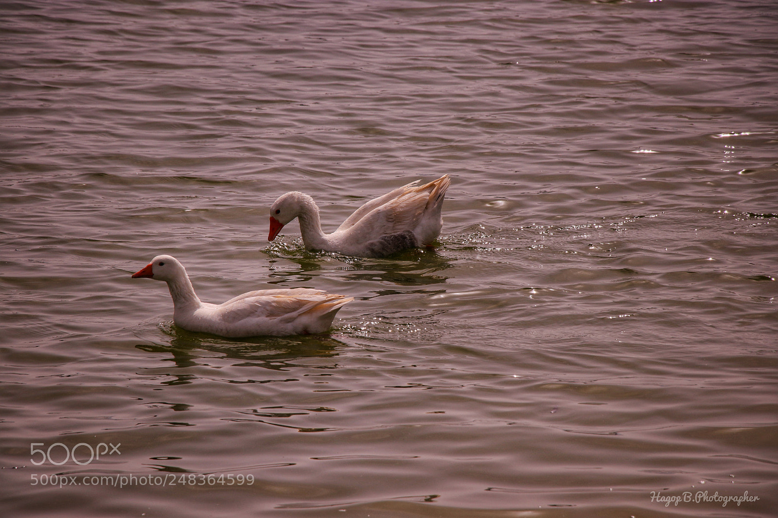 Canon EOS 80D sample photo. Untitled photography