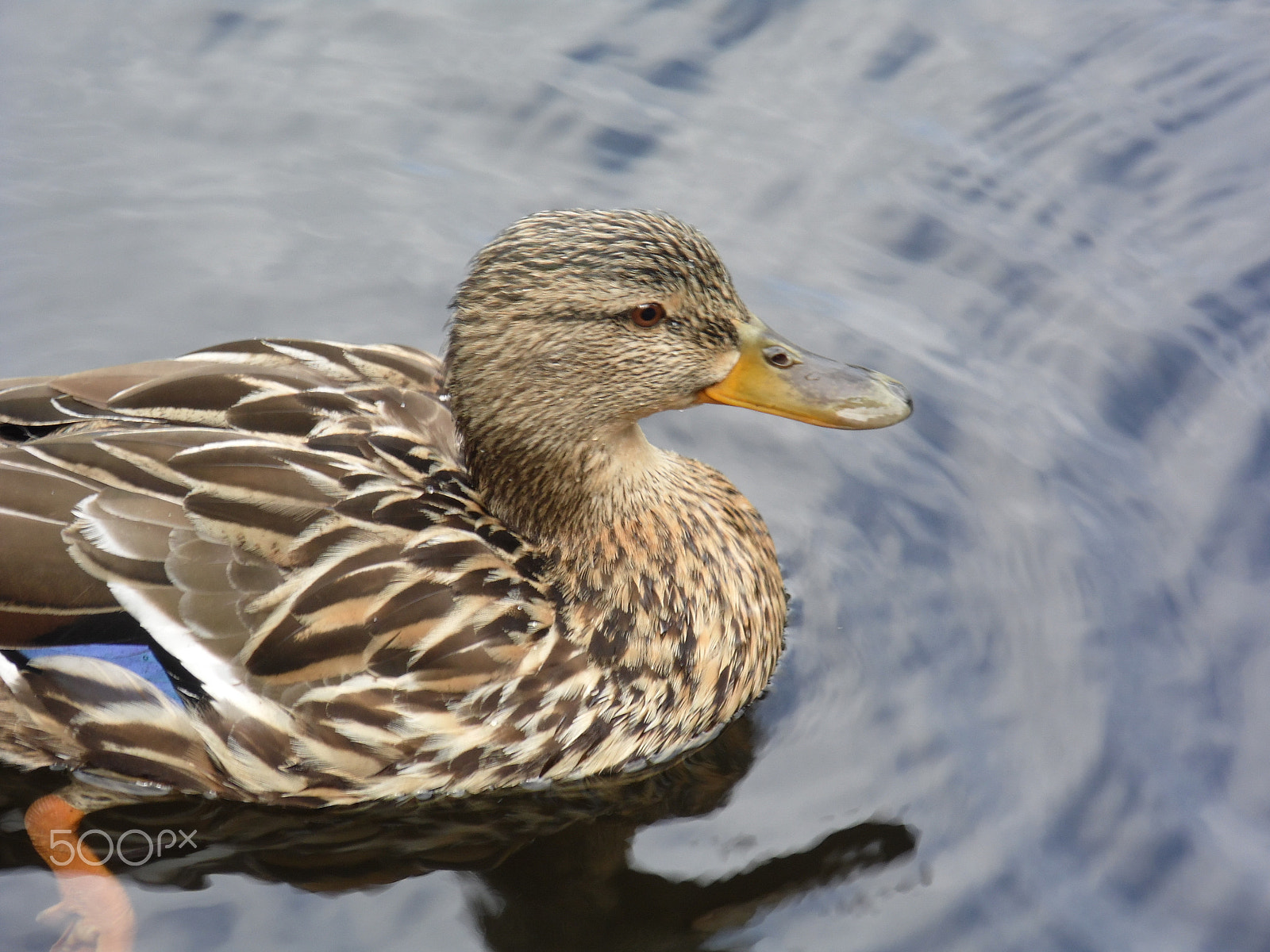 Samsung WB100/  WB101 sample photo. Duck photography