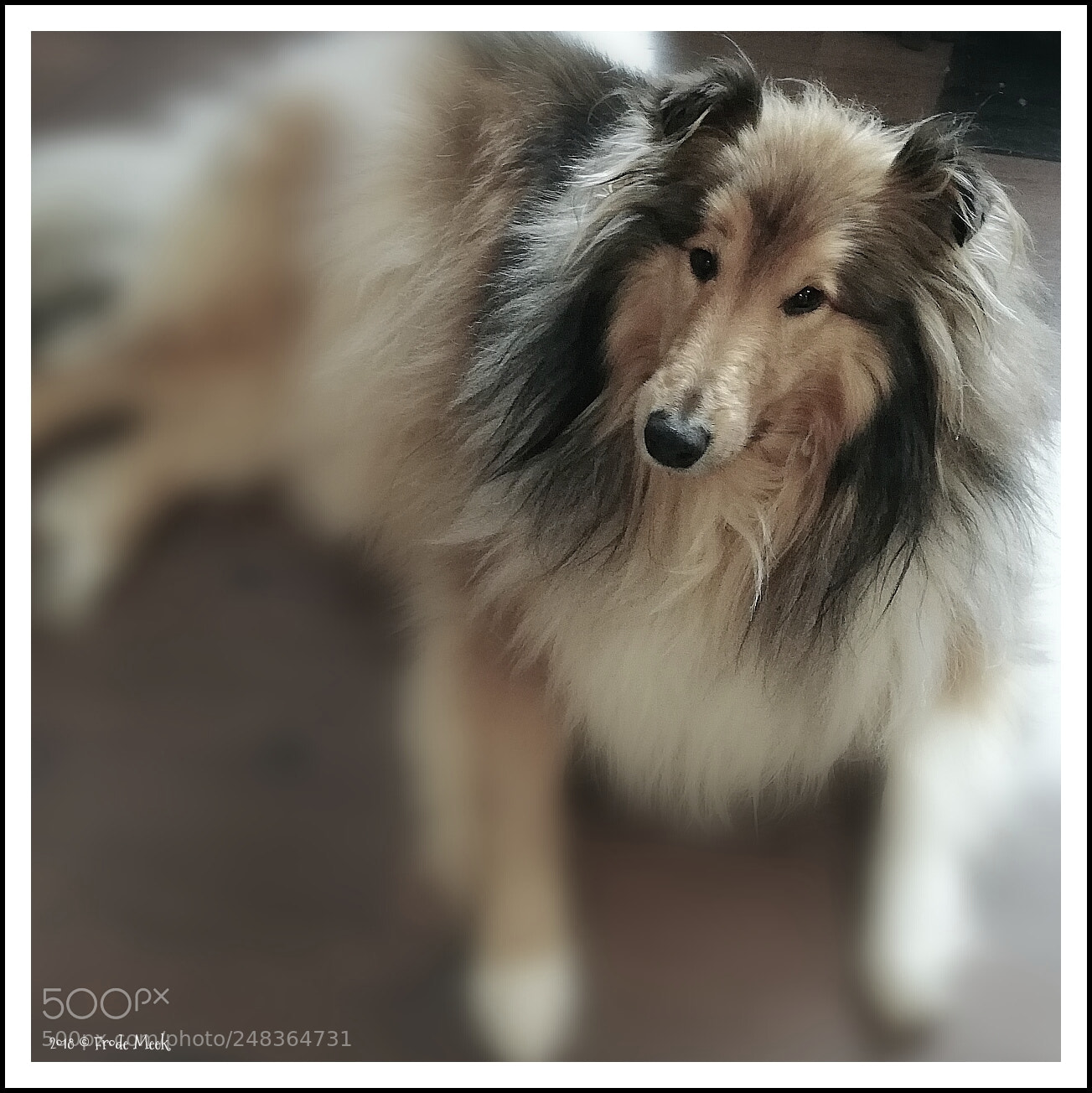 HUAWEI Mate 10 Lite sample photo. Relaxing dog photography