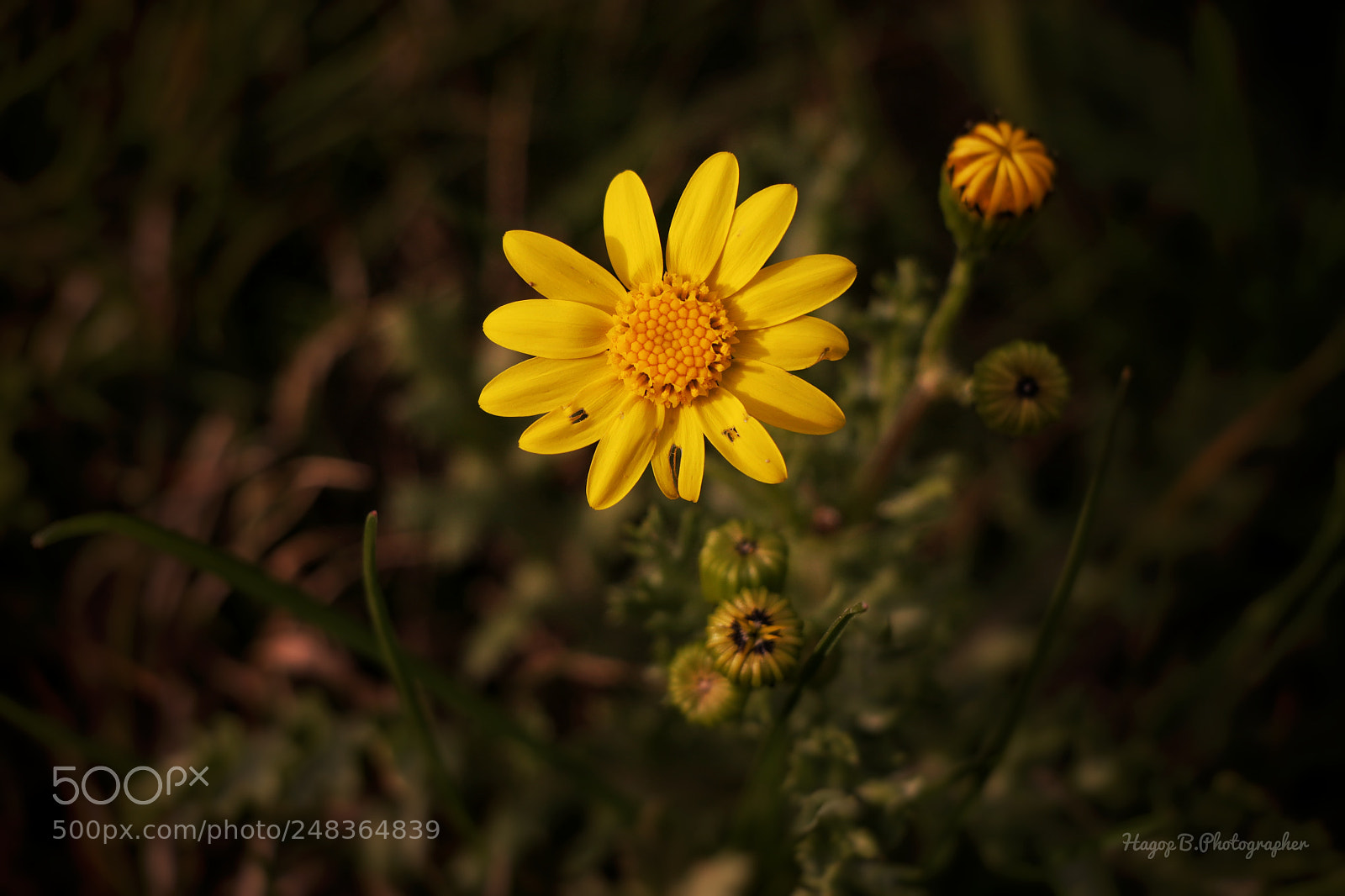 Canon EOS 80D sample photo. Beautiful yellow flower photography