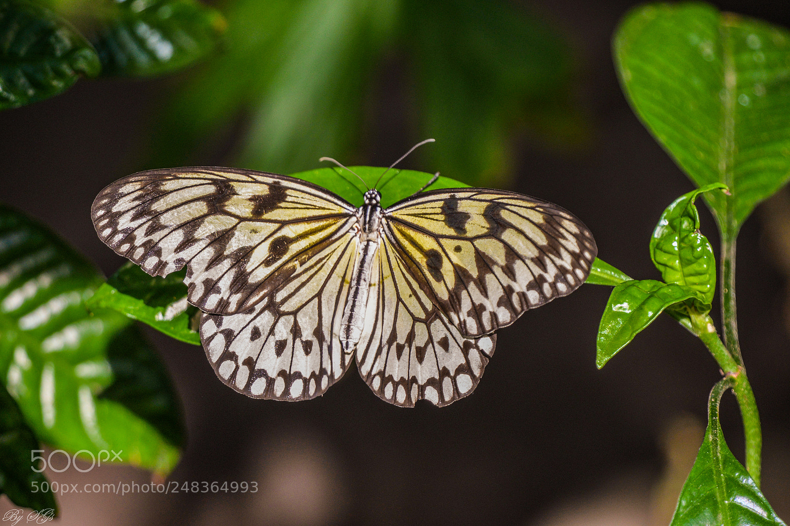 Nikon D610 sample photo. Rice paper photography