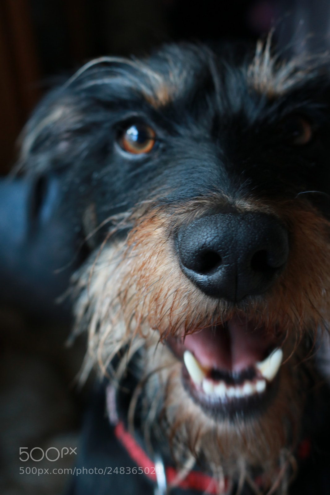 Canon EOS 750D (EOS Rebel T6i / EOS Kiss X8i) sample photo. Cody photography