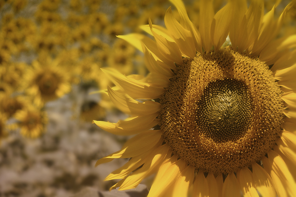 Sony Cyber-shot DSC-H10 sample photo. Los girasoles photography