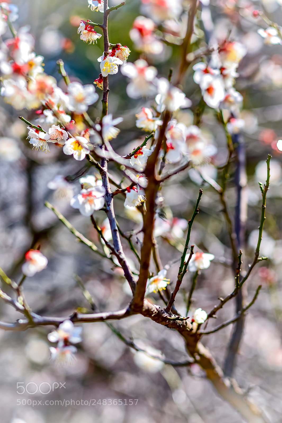 Nikon Df sample photo. Plum tree photography