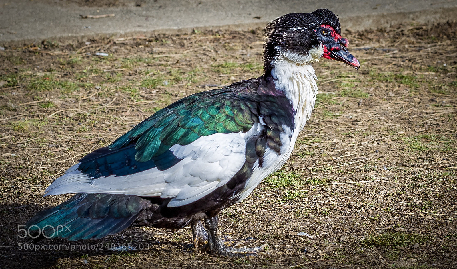 Canon EOS 5DS R sample photo. Ugly duckling photography