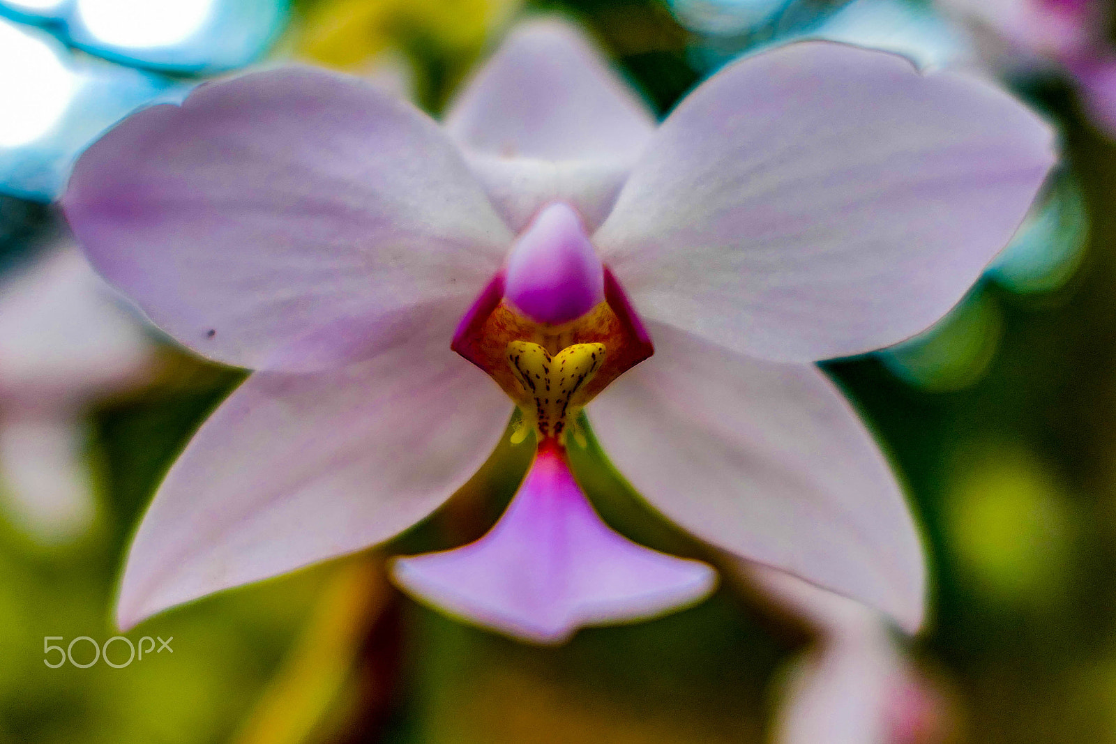 Panasonic Lumix DMC-LX10 (Lumix DMC-LX15) sample photo. Berkeley flowers photography