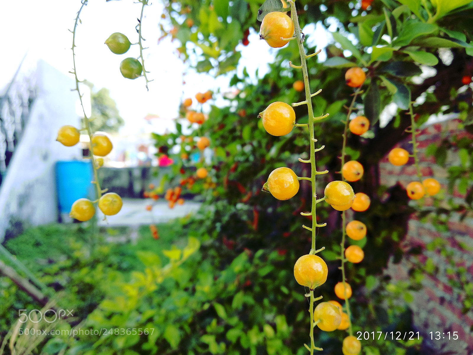 Xiaomi Mi A1 sample photo. Untitled photography