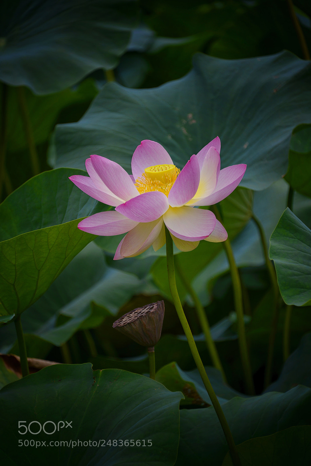 Nikon D800E sample photo. Pink lotus photography