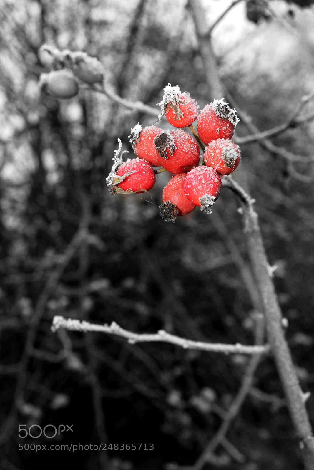 Canon EOS 1200D (EOS Rebel T5 / EOS Kiss X70 / EOS Hi) sample photo. Hagebutte photography
