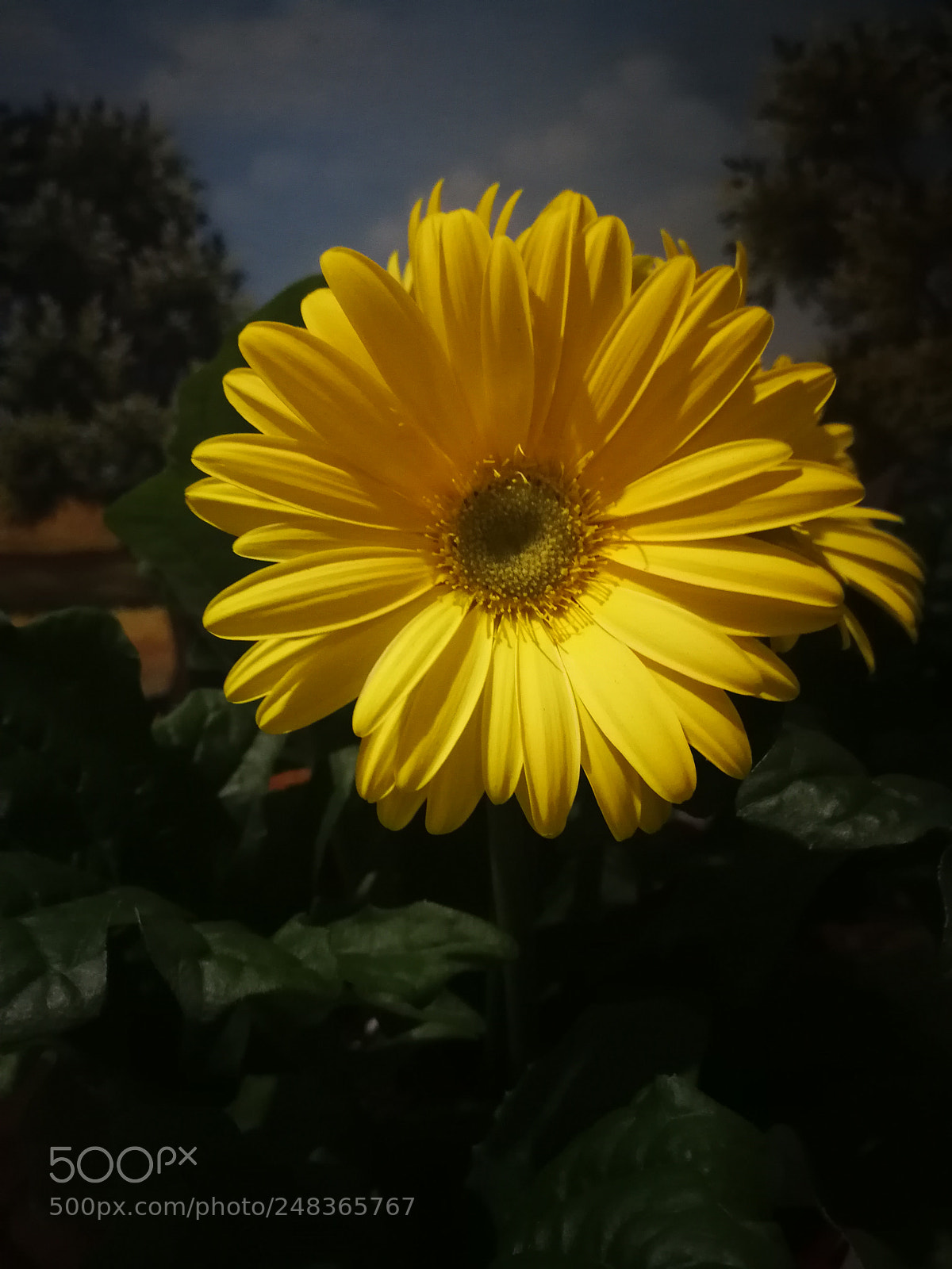HUAWEI Mate 9 sample photo. Untitled photography