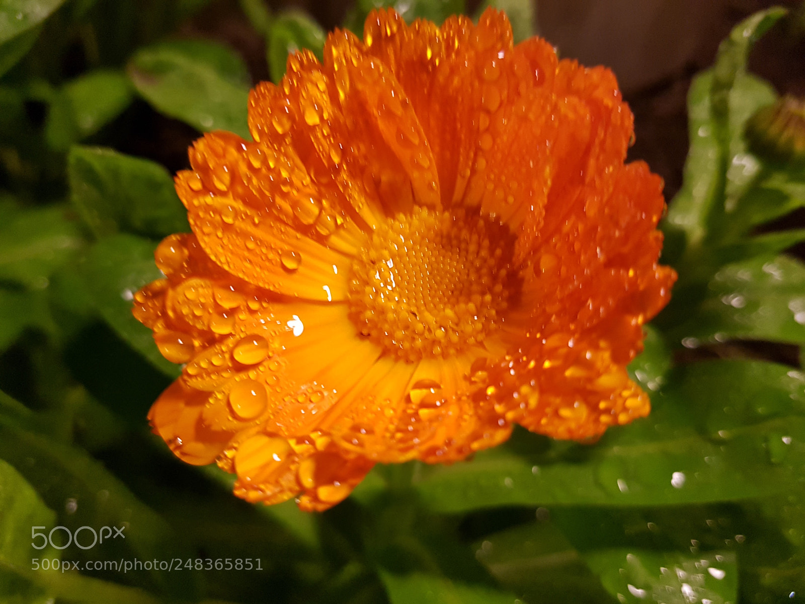 Samsung Galaxy S7 sample photo. Untitled photography
