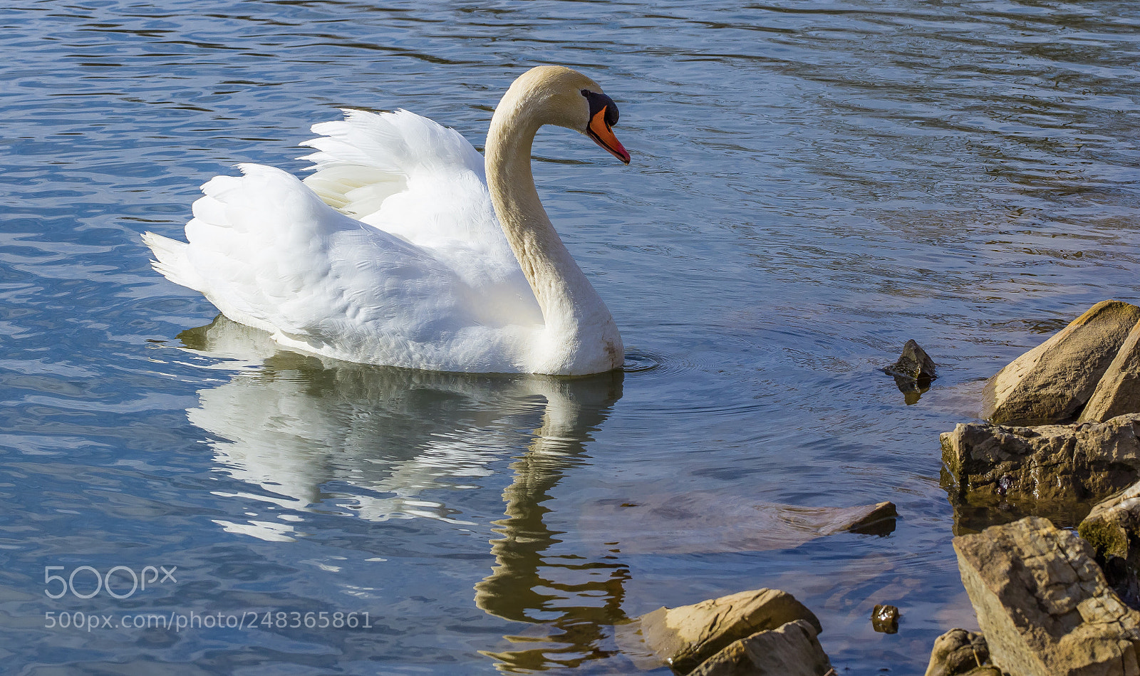 Canon EOS 5DS R sample photo. Swan swimming photography