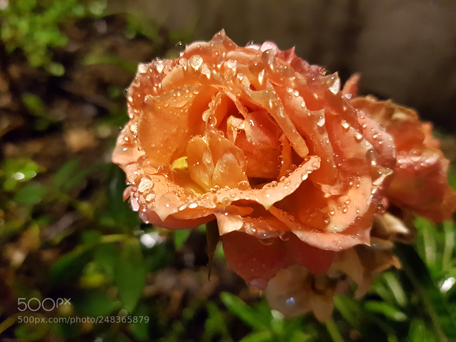 Samsung Galaxy S7 sample photo. Untitled photography