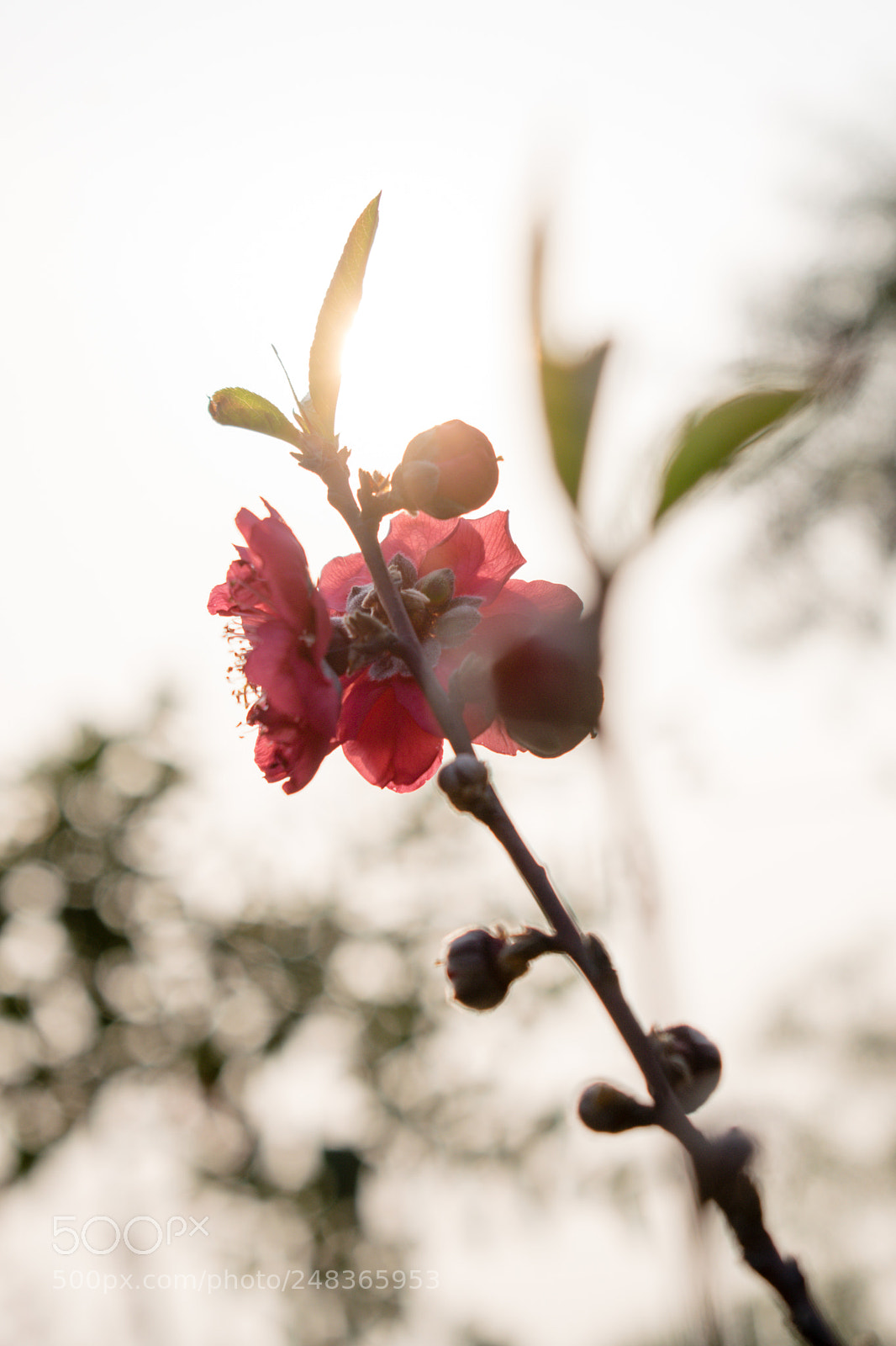 Nikon D5300 sample photo. Untitled photography