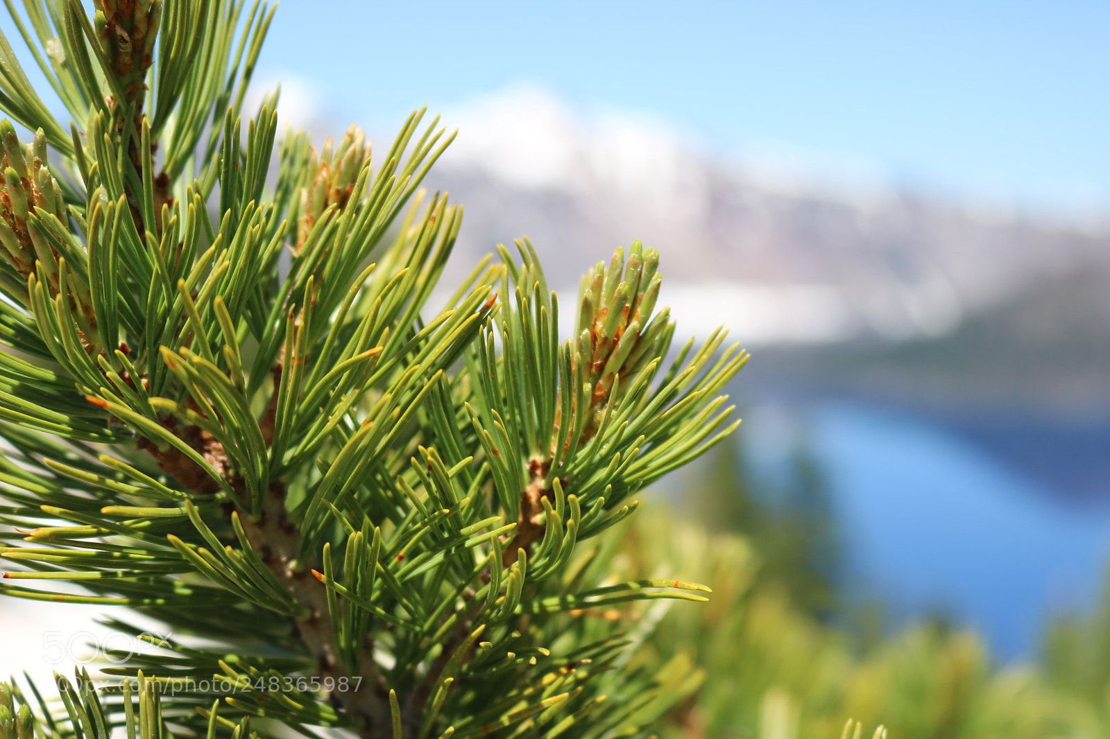 Canon EOS 750D (EOS Rebel T6i / EOS Kiss X8i) sample photo. Crater lake pine photography