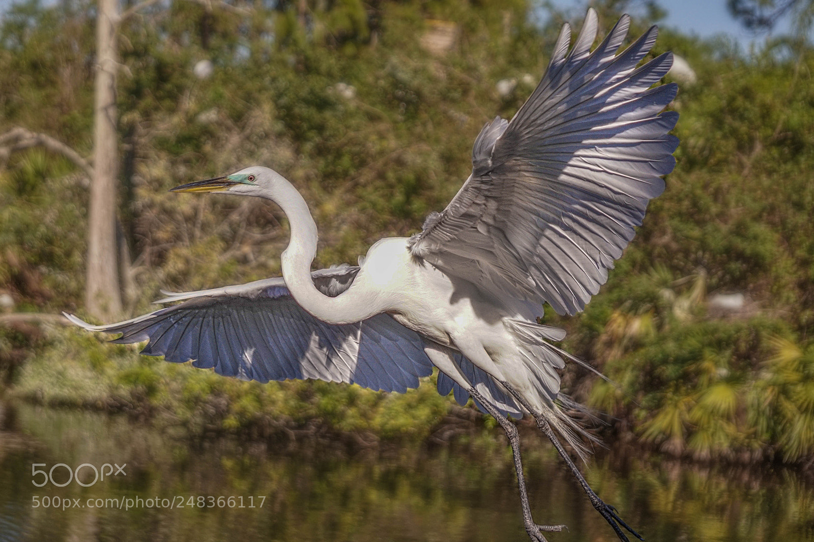Sony a6000 sample photo. Birds photography