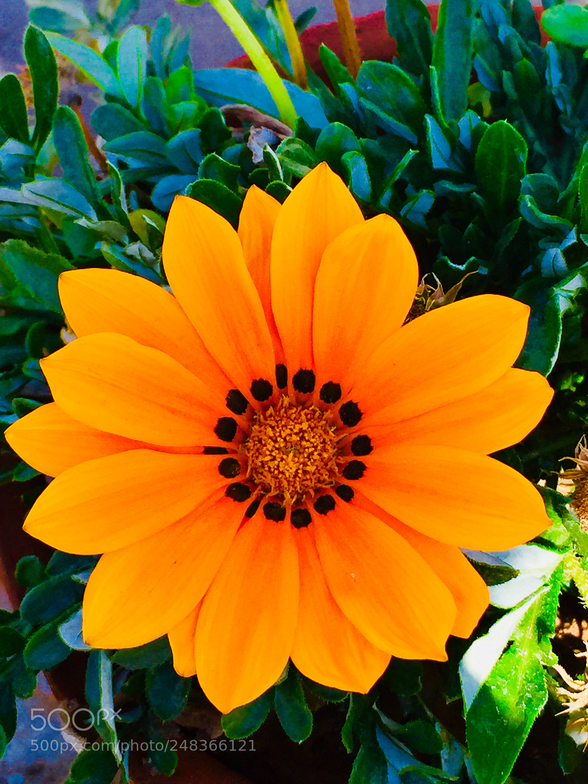 Apple iPhone 6 Plus sample photo. Orange photography