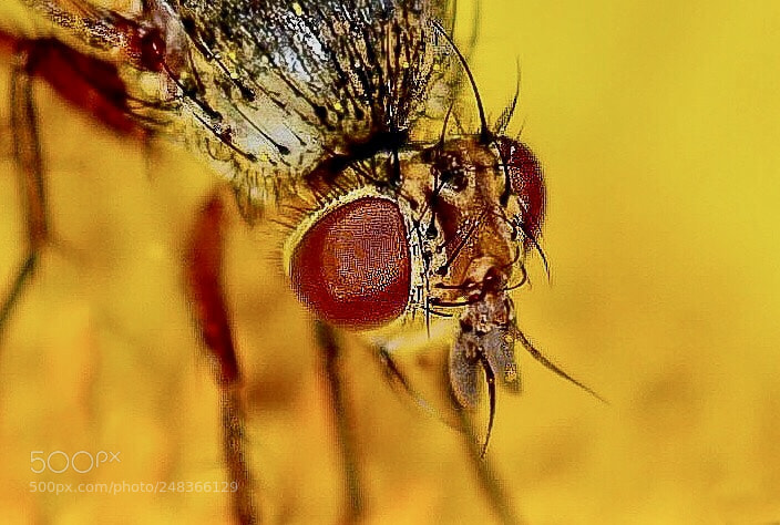 Nikon D5200 sample photo. Just a fly photography