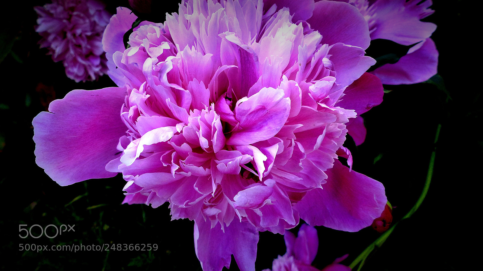Panasonic Lumix DMC-FZ200 sample photo. Peony. photography