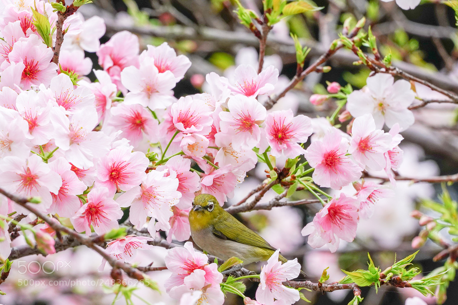 Sony a7R III sample photo. Spring bird photography